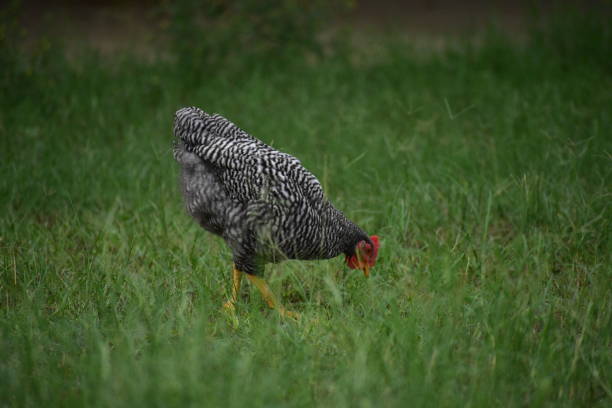 gallo que van gratis blanco y negro - barred plymouth rock chicken fotografías e imágenes de stock