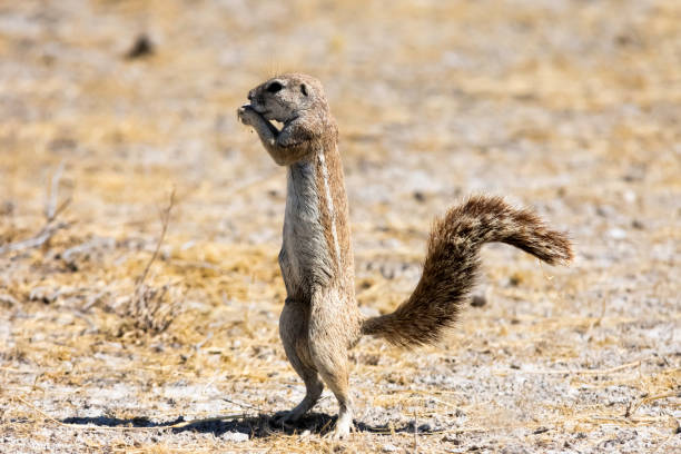 Cape ground squirrel stock photo