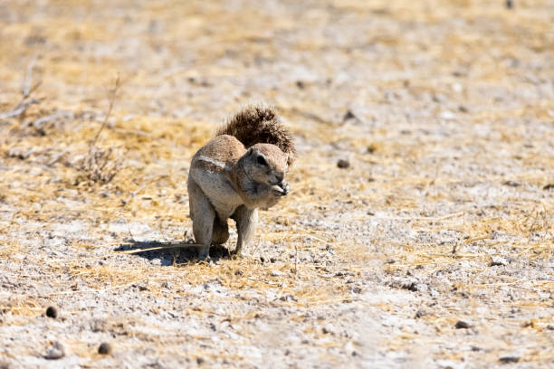 Cape ground squirrel stock photo