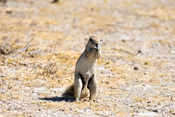 Cape ground squirrel stock photo
