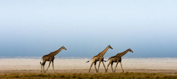 Giraffe cross through a heat haze. stock photo