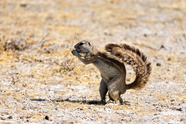 Cape ground squirrel stock photo