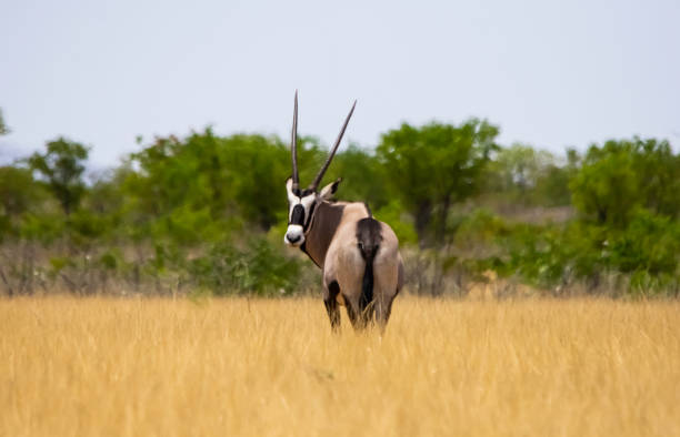 An oryx or gemsbok looks at the camera stock photo