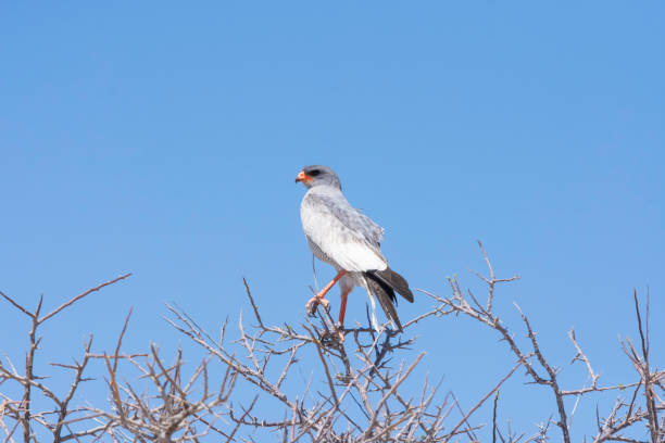 Pale Chanting Goshawk stock photo