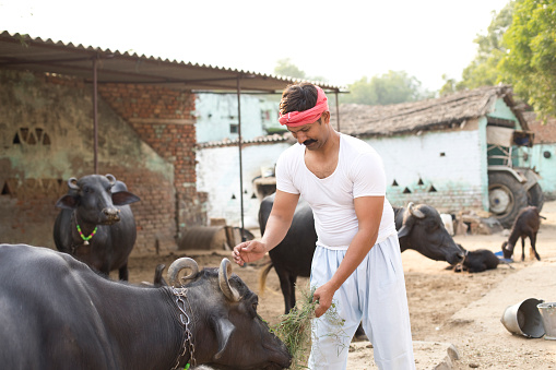 Farmer feeding silage to buffalo at village