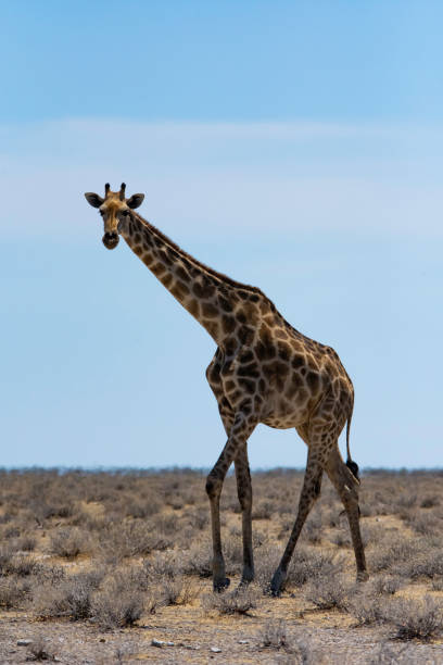 A solo giraffe looks toward the camera stock photo