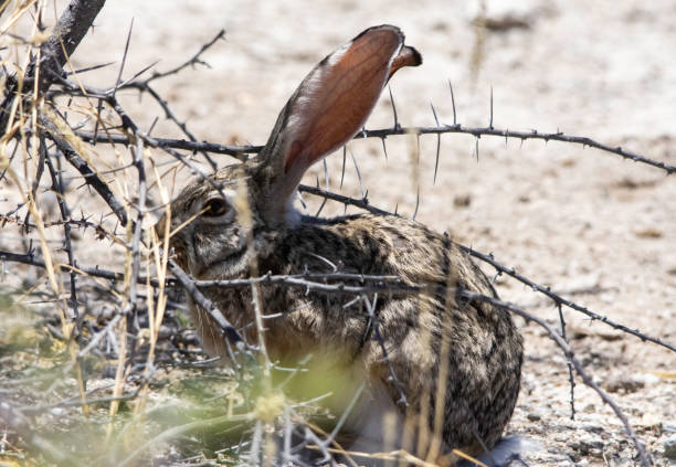 A desert or cape hare stock photo