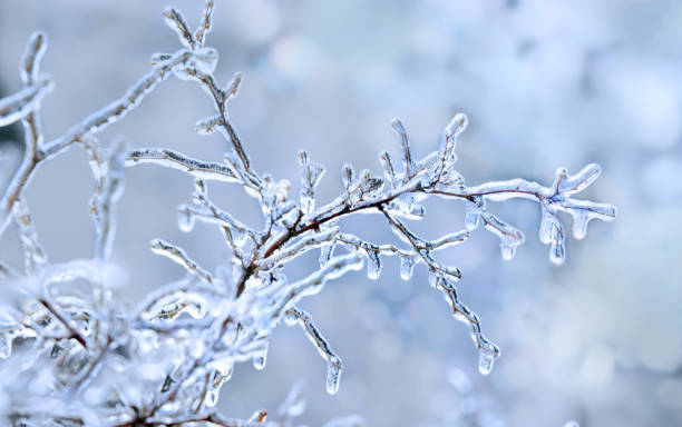 istock Winter icy branch after freezing rain. Winter background 1072517938