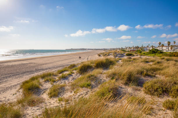 La Barrosa Beach of Chiclana de la Frontera in Cadiz La Barrosa Beach in Chiclana de la Frontera, one of the most famous and large beaches in Cadiz (Andalusia, Spain, Europe) cádiz stock pictures, royalty-free photos & images