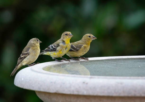 裏庭の庭でゴールド フィンチ - birdbath ストックフォトと画像