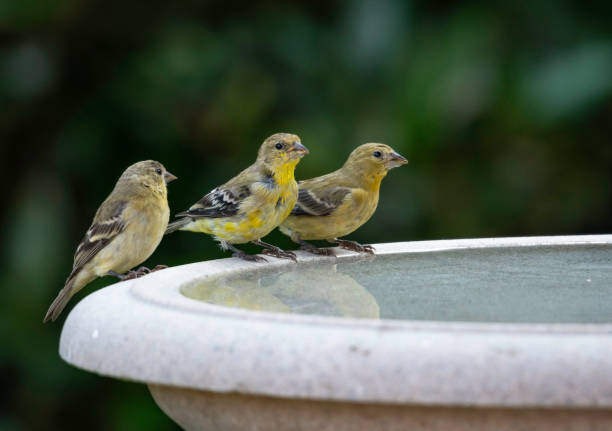 Gold Finches in a backyard garden Three Gold Finches perched on a birdbath. gold finch photos stock pictures, royalty-free photos & images