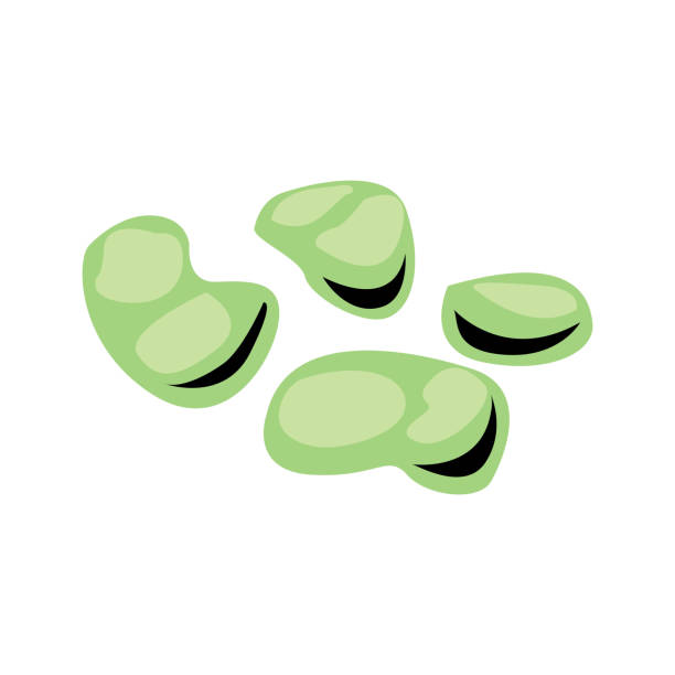 ilustraciones, imágenes clip art, dibujos animados e iconos de stock de icono de haba - fava bean