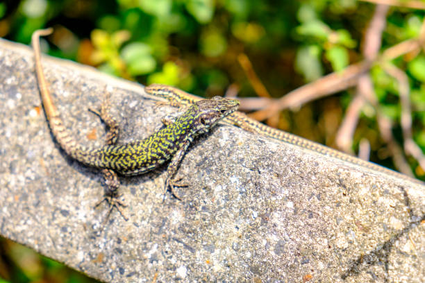istock Viviparous lizard sunbathing on the rocks 1072526570