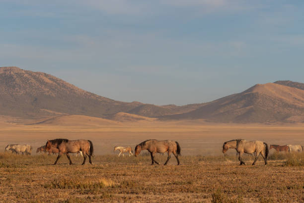 istock Wild Horses in the Utah Desert 1072526628