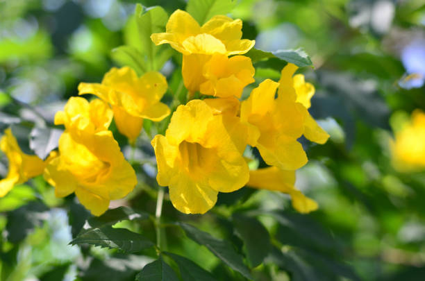 istock Blooming Yellow Bell, Yellow Elder, Trumpet Vine 1072528310