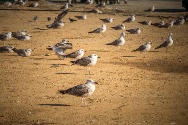 istock Seagulls on ground  with brown soil 1072528566