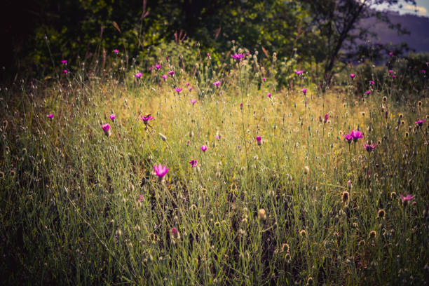 istock Blooming beautiful colorful wild flowers in view 1072528686