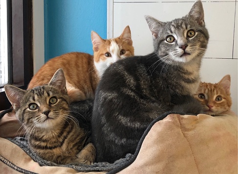 Cuatro gatitos abrazo photo