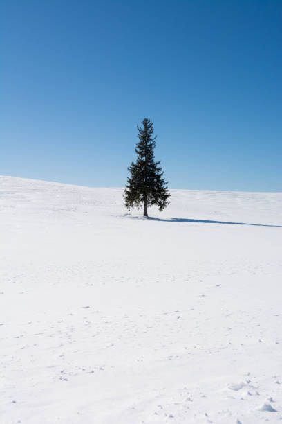 istock Pine tree on snow hill against a blue sky in Biei 1072529104