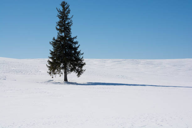 istock Pine tree on snow hill against a blue sky in Biei 1072529328