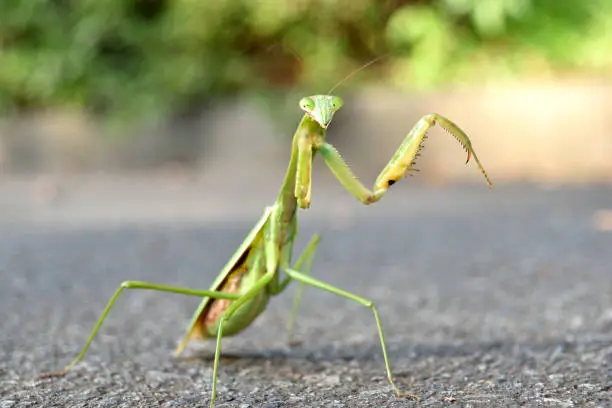 Mantis exiting from grass
