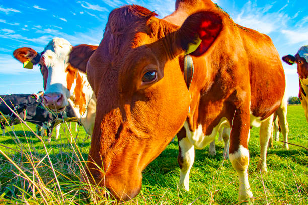 istock Curious cow on the meadow 1072532518