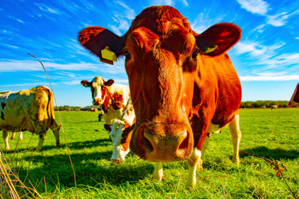 istock Brown cow curiously looking in camera 1072532658