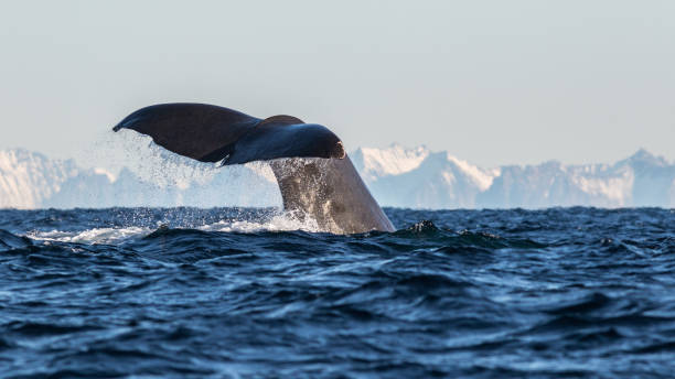 Sperm whales off Andenes
