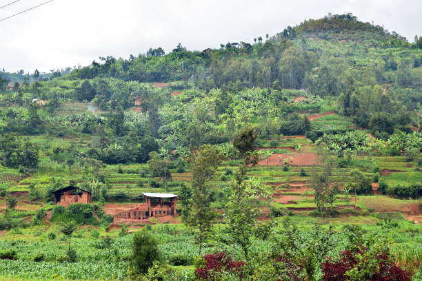 istock Agriculture in rural Rwanda 1072532876