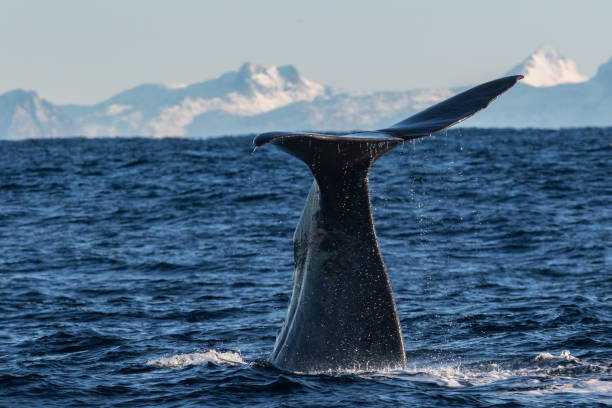 istock Sperm whales off Andenes 1072533000