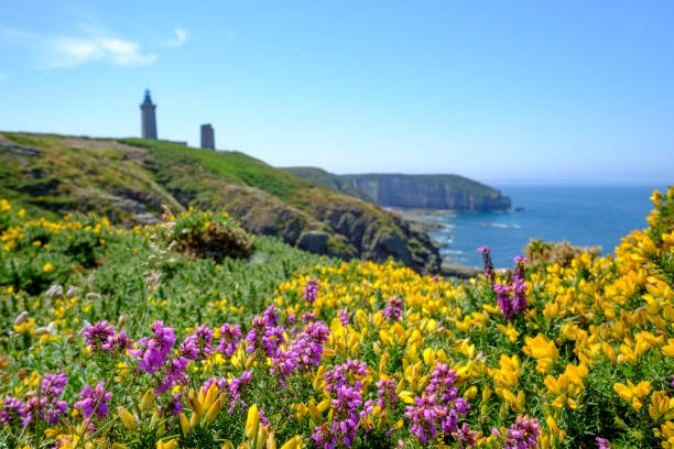 Cap Frehel cliffs with yellow gorse and violet heather flowers and lighthouse. Brittany, France Cap Frehel cliffs with yellow gorse and violet heather flowers and lighthouse. Brittany, France during a beautiful summer day. frehal photos stock pictures, royalty-free photos & images