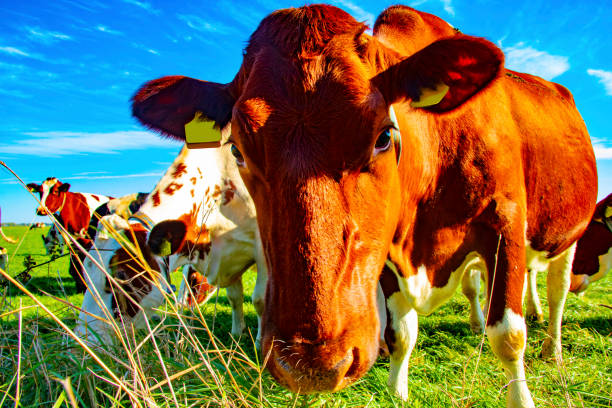 istock Brown cow close-up looking in camera 1072534868