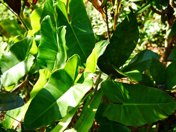 istock Tropical leaf in garden backgrounds 1072536702