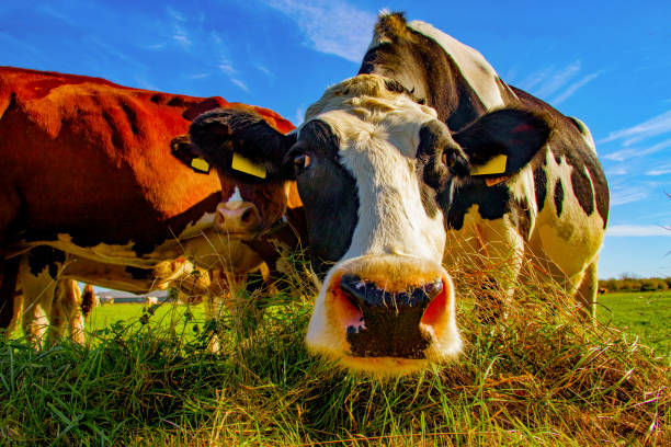 istock Nosy blackand white cow 1072536822