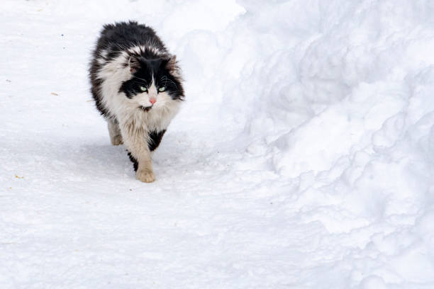 istock Cat portrait in the snow background 1072539036