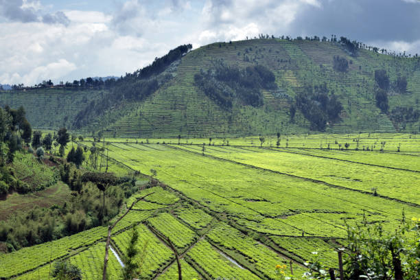 istock Tea plantation in Northwestern Rwanda 1072540484