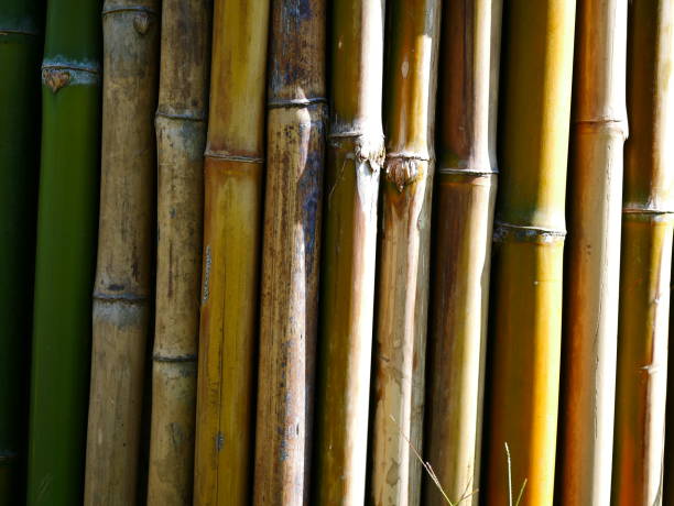 istock Green Plants Moss Bamboo Fence 1072540832