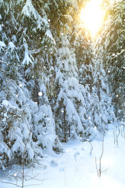 istock Beautiful winter landscape with fir trees and forest path for walking. 1072543364