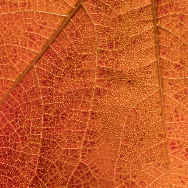 istock Orange leaf texture with small drops and veins 1072544682