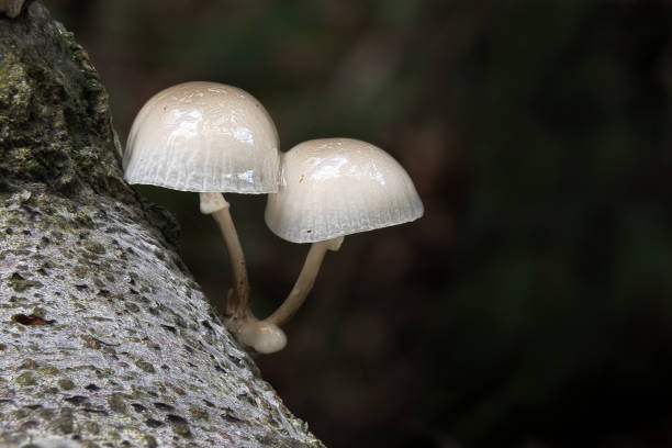istock Two Porcelain Fungi 1072546704