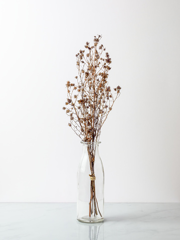 Bouquet of dried and wilted brown Gypsophila flowers in glass bottle on marble floor and white background