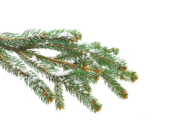 istock Christmas tree branch with snow, white background. 1072550844