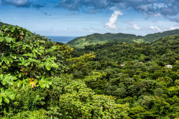 istock Rain forest on the Caribbean island of Grenada 1072552976