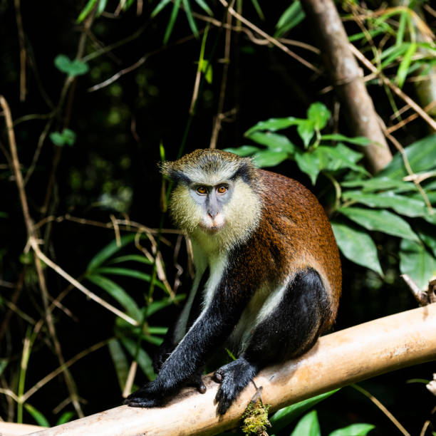 istock A Mona monkey in the forests on the island of Grenada 1072553034