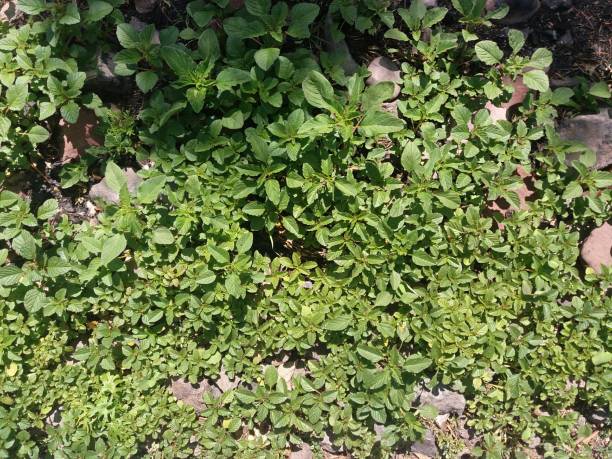 istock small plant with green leaves and rocks 1072553548