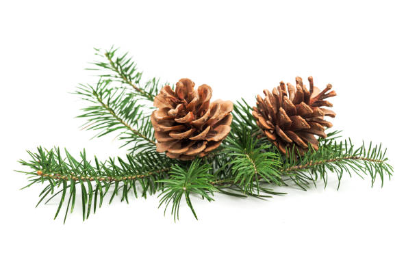 istock Evergreen branch of Christmas tree with cones 1072555544