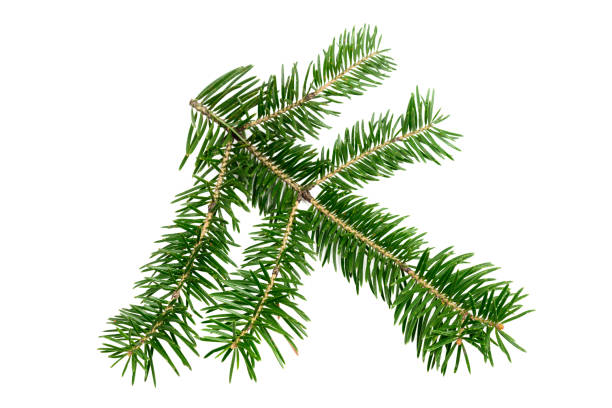istock Evergreen branch of Christmas tree 1072555672