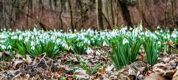 Snowdrops Snowdrops flowering with autumn leaves on the soil snowdrops in woodland stock pictures, royalty-free photos & images