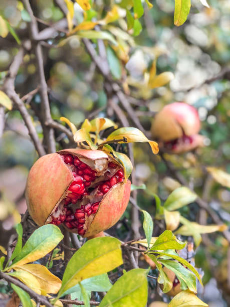 istock opened ripe pomegranate fruit on tree in autumn 1072558984
