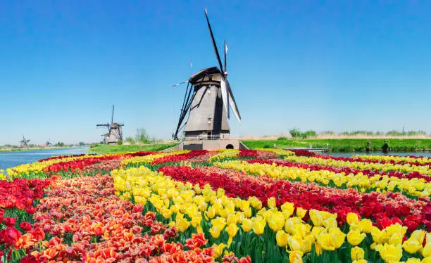 traditional dutch scenery with windmills over water and tulips in Kinderdijk at sunny summer day, Netherland